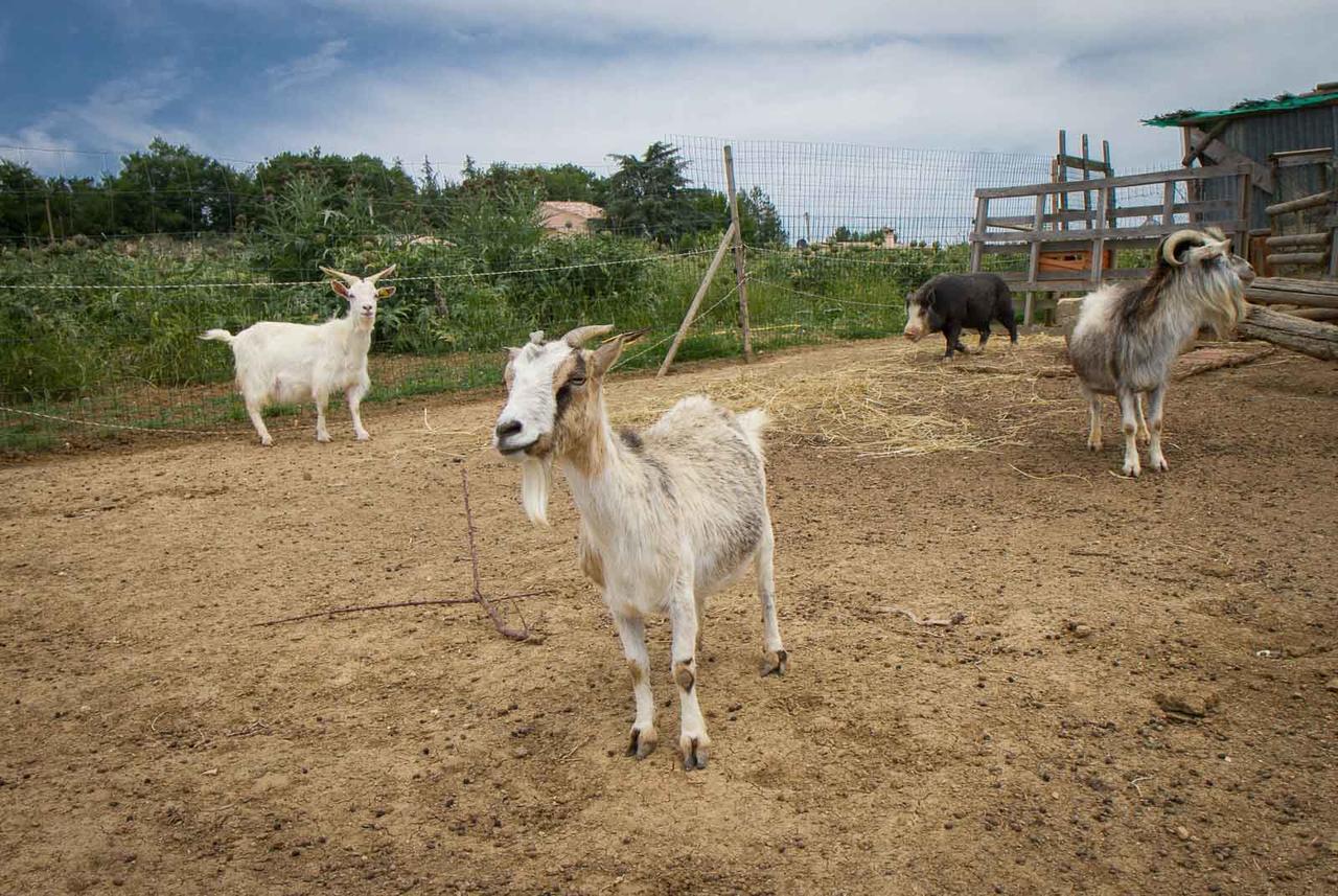 Agriturismo Rosa Antica Monte San Vito Dış mekan fotoğraf